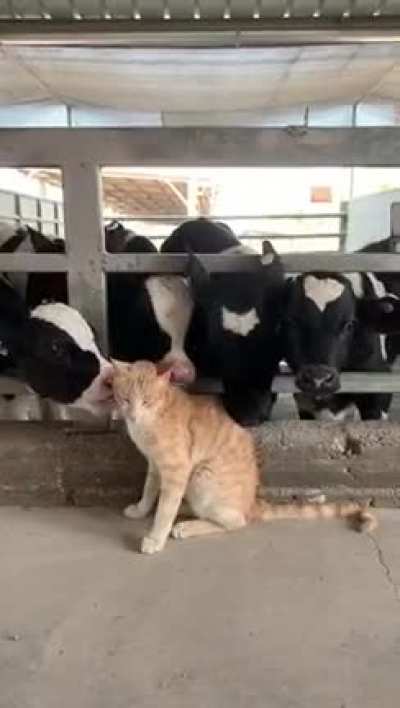 CAt gETs eAteN ALIve