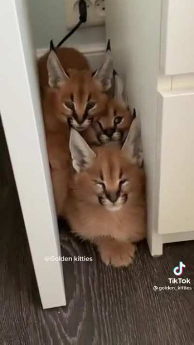 three of them