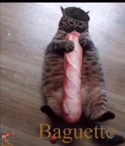 Italy cat