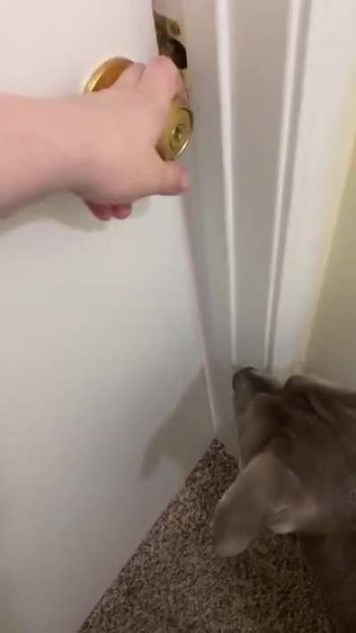 A dedicated room just for zoomies