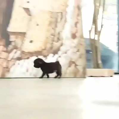 Possibly fatal amounts of adorable smallness