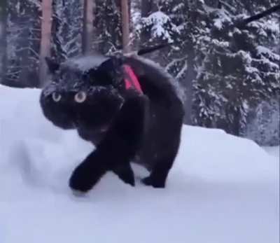 Why, hooman?