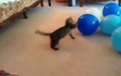 If a cat is in a room with balloons...