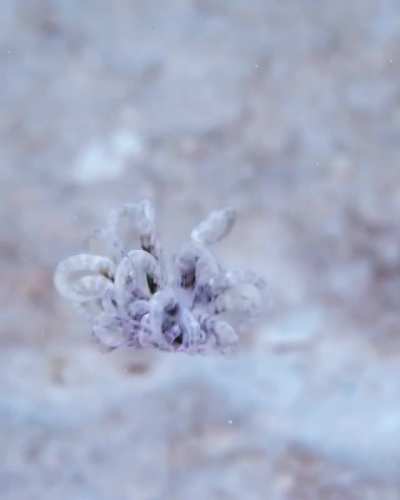🔥 A swimming anemone