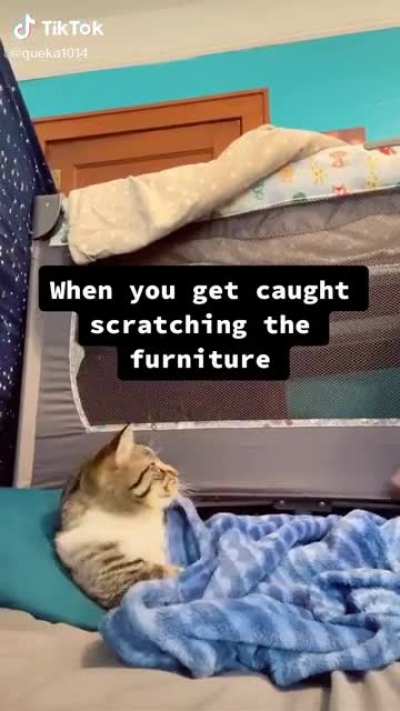 Getting busted scratching the furniture