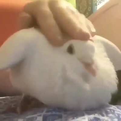 Yo