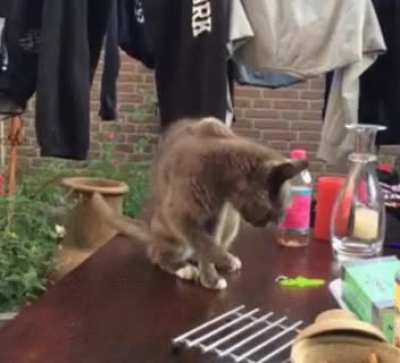 Trolling a kitty