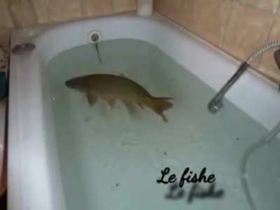 le fishe
