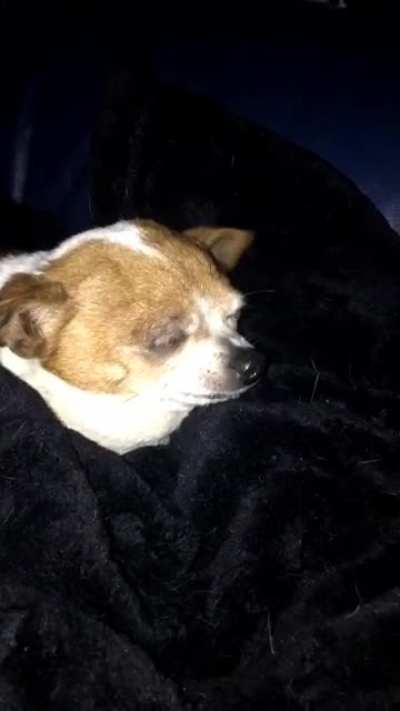 This Dog goes from 0-100 faster than a Saturn V rocket