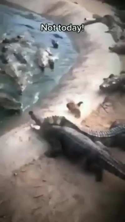 a galinha ativou seu modo ninja 🐔