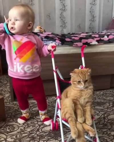 to give the phone to the cat