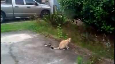 Don&rsquo;t frick with cats