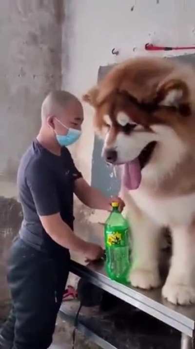 A very big pup