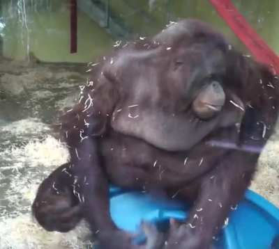 Monkiest???