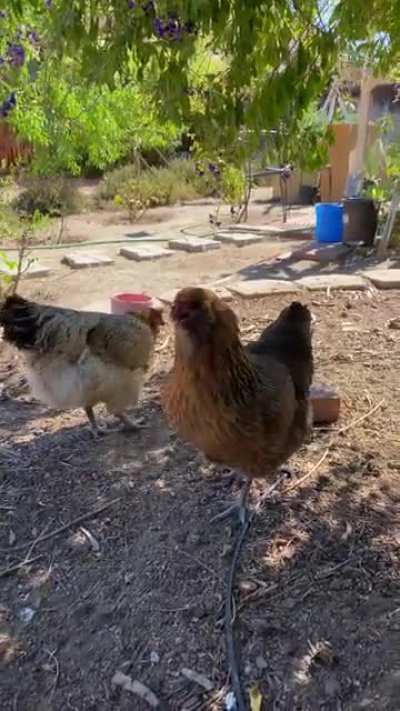 SQUAWK SQUAAA-
