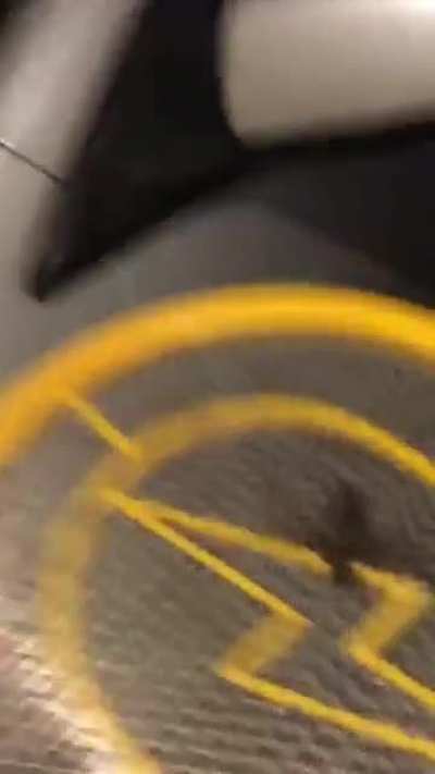 Horsefly VS. sappy tennis racket (does rule 8 apply?)