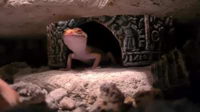 Goodmorning Bossk!