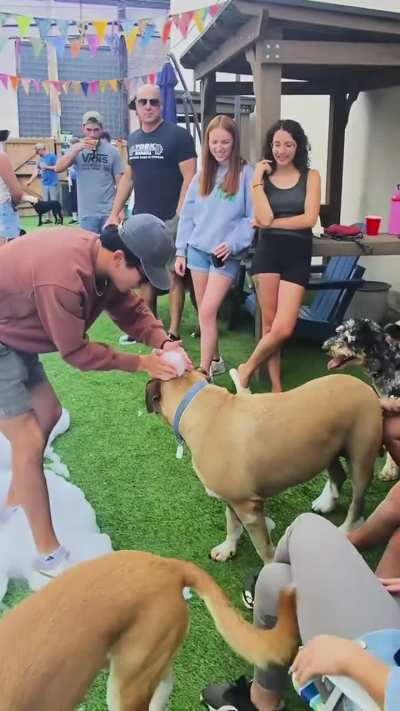 The Dog Penn is a dog park bar in Pittsburgh that had a Labor Day dog foam party. That&rsquo;s where I met Mike. He said this placed saved his life.