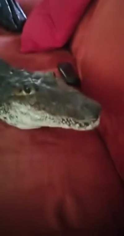 Couch potato