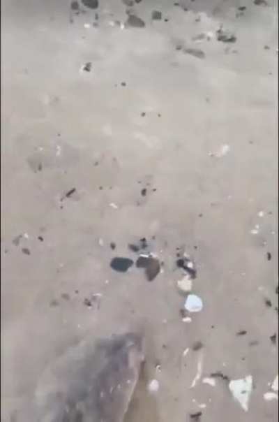Poor fish