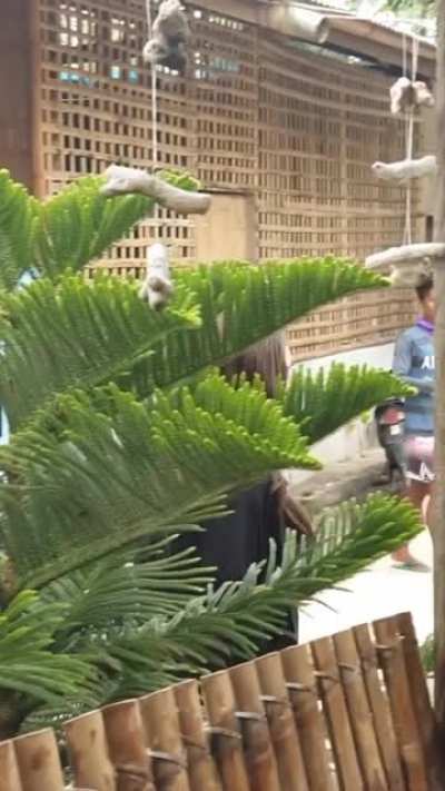 Angel Locsin