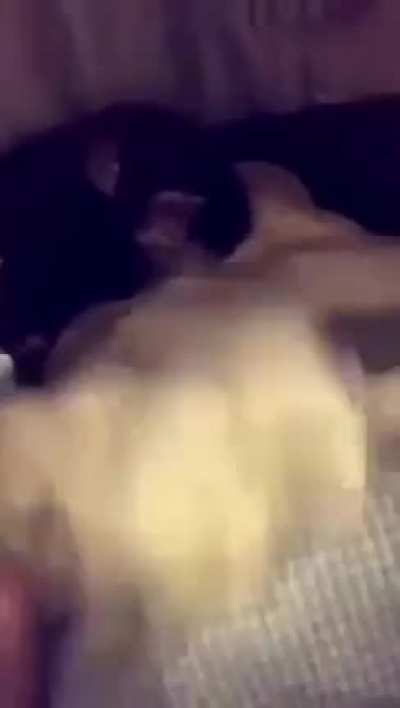 Monkey vs Lion