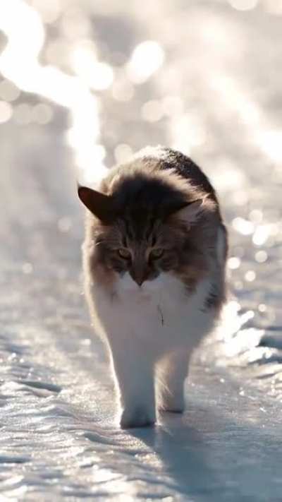 Котик