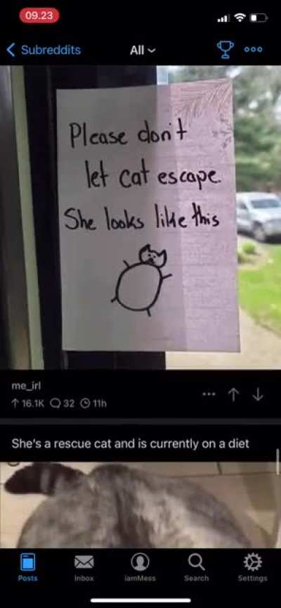 Big cat rescue