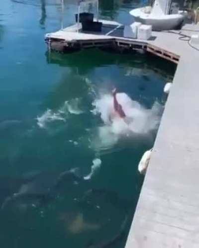 Man and fish public freakout