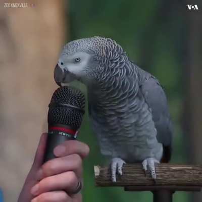 Полиглот