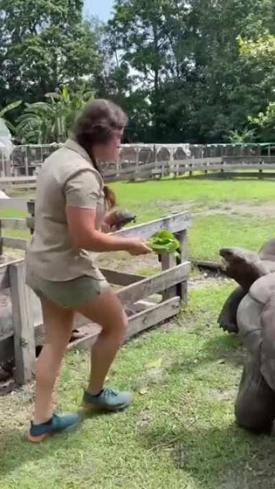 Huge boi