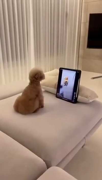 PuPPy aBOuT tO bE mOLeSTeD