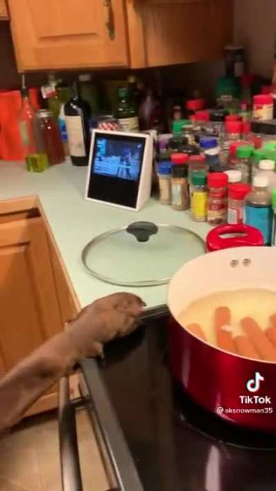 Muscular fat dog eats hot dog water
