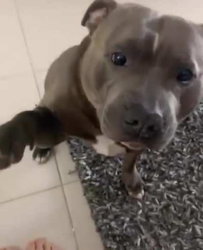 Pittie taking the cutest bite