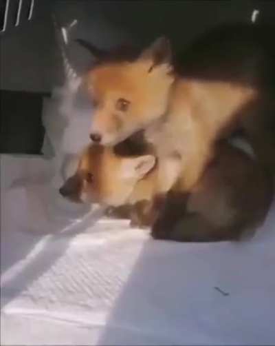 H O N K