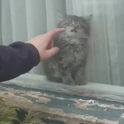 Sleeping Kitten