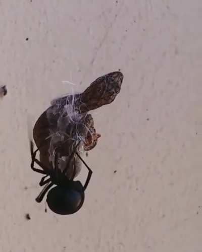 Redback spiders are a venomous spiders that lives in, no surprise... Australia. They usually prey on small insects, but if larger animals get entangled in their web they’re liable to become food as well.