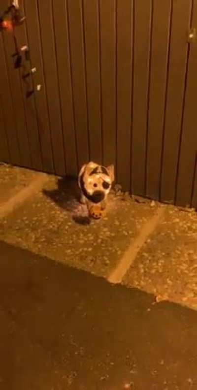 Cute doggy