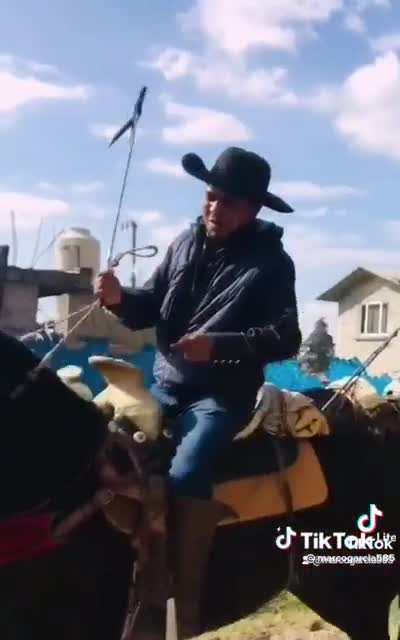 Horses are jerks