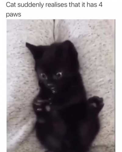Cat realising it has 4 paws