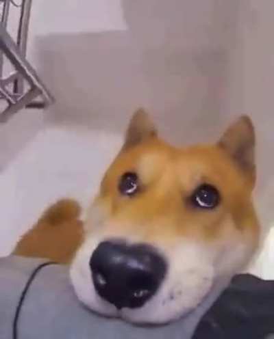 Those damned eyes