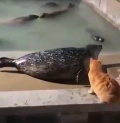 Cat slaps a seal for no reason