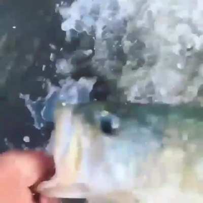 Catching a bass with your hand and your hand only