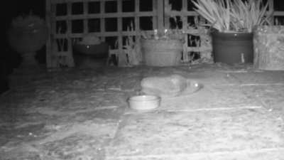 Hedgehog having a big stretch.
