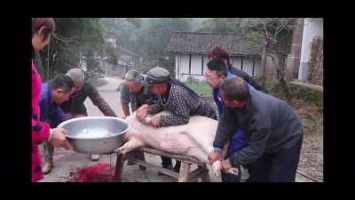 Chinese burning pigs alive