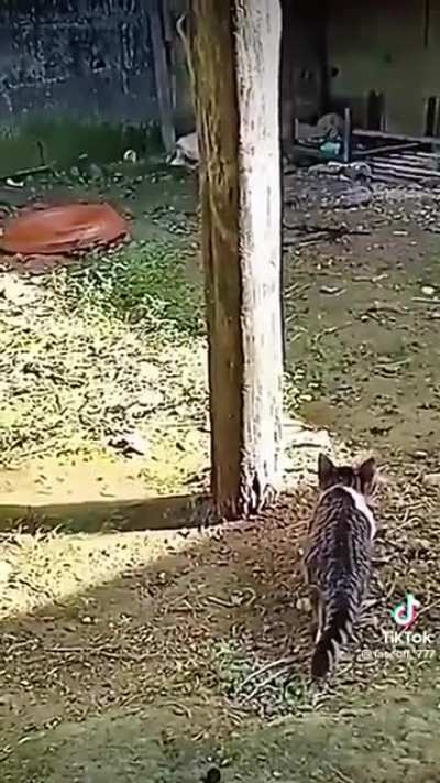Predator unaware of the other predator