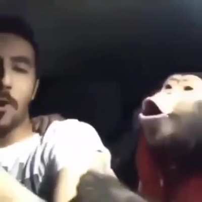Le monke excite