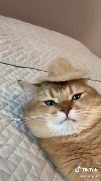 petting gloves
