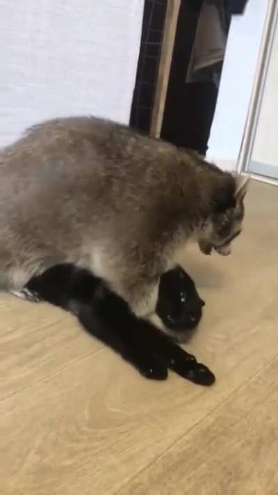 Pepe le Pew