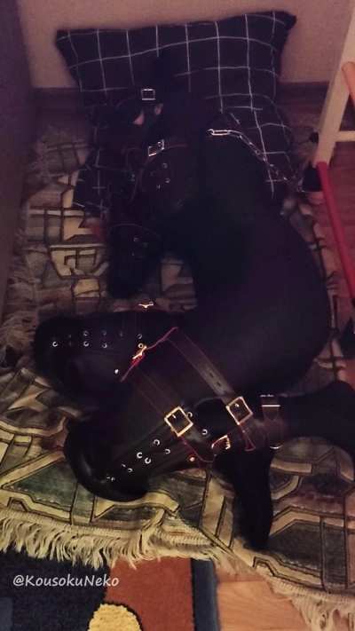 A typical night for a pet who’s almost resigned to her new life in a bitchsuit